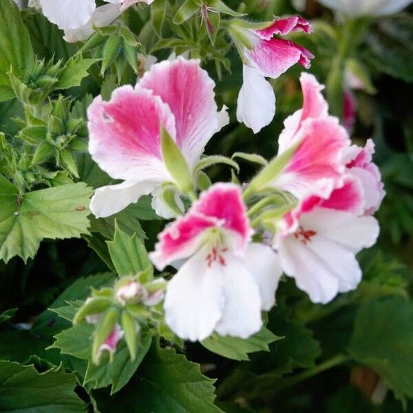 Pelargonium grandiflorum Flor