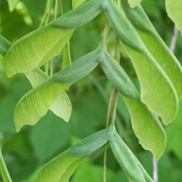 Acer negundo Fruto