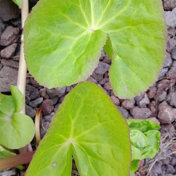 Caltha palustris برگ