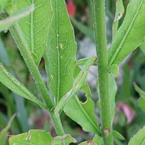 Oenothera lindheimeri Folha