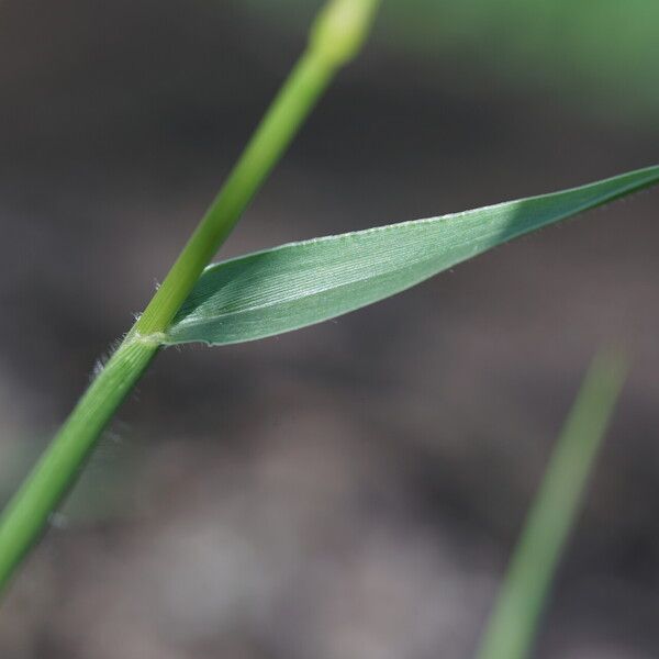 Urochloa eminii Leht