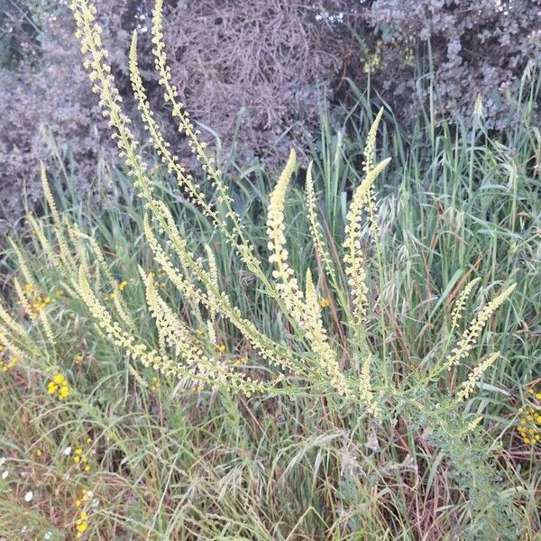 Reseda luteola Flower