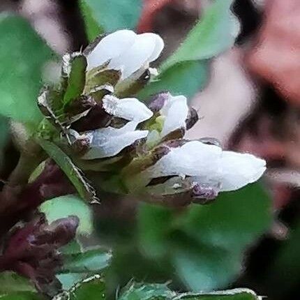 Cardamine parviflora Cvet