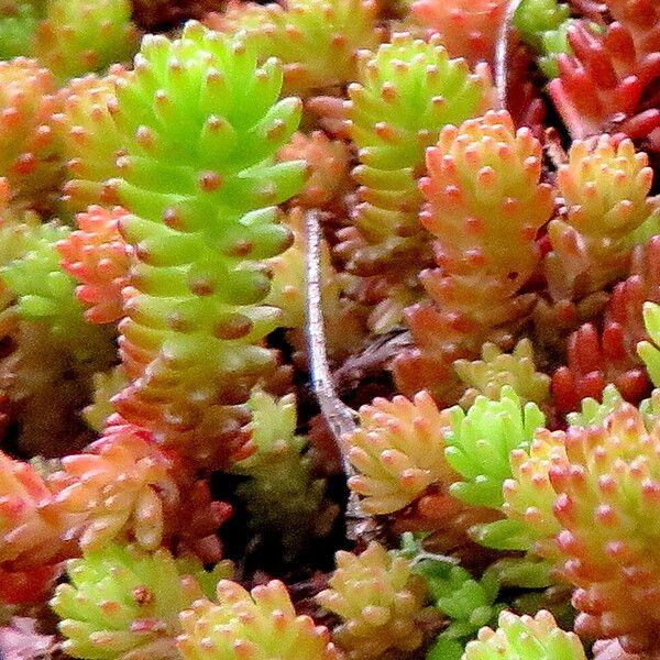 Sedum sexangulare Blad