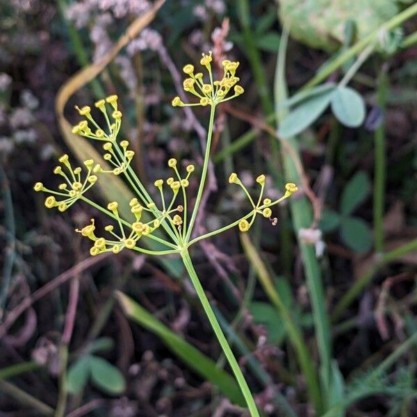 Anethum graveolens Květ