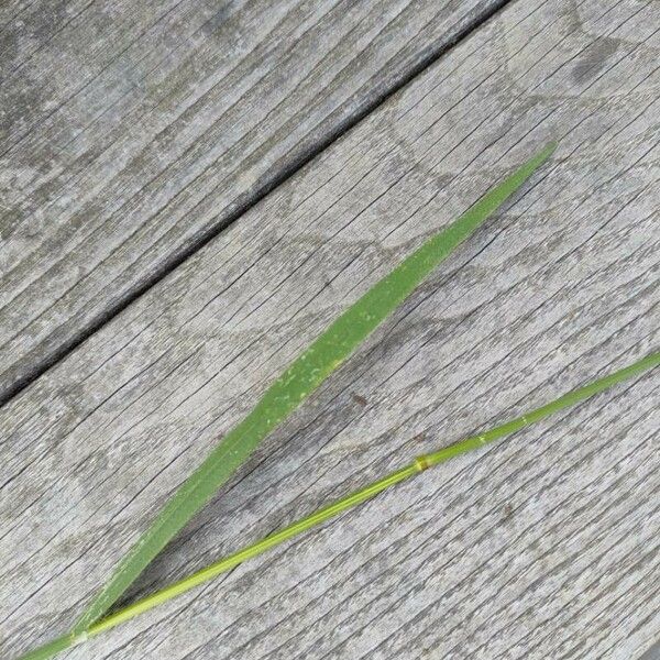 Bromus racemosus Foglia