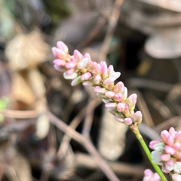 Polygonum persicaria Kvet