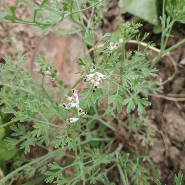 Fumaria parviflora Õis