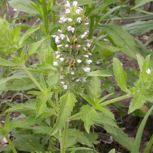 Dracocephalum parviflorum Habitus