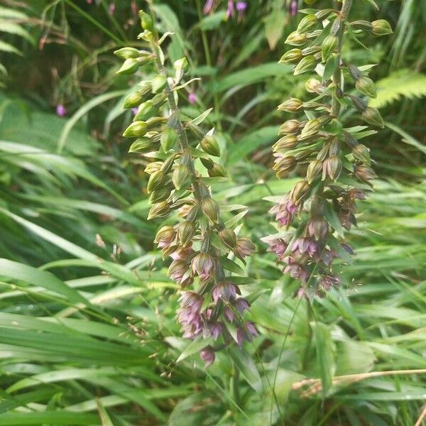 Epipactis helleborine Blomma