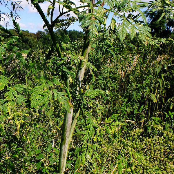 Chaerophyllum bulbosum Bark