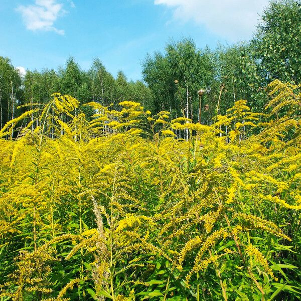 Solidago canadensis Habitat