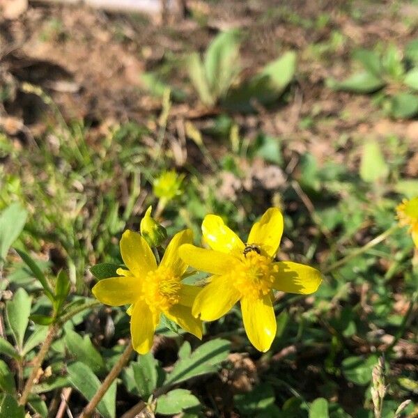 Ranunculus fascicularis Blomma