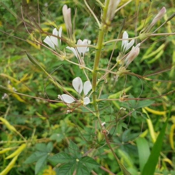 Cleome gynandra Flor