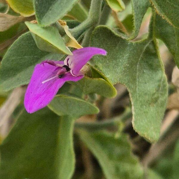 Dicliptera napierae Floare