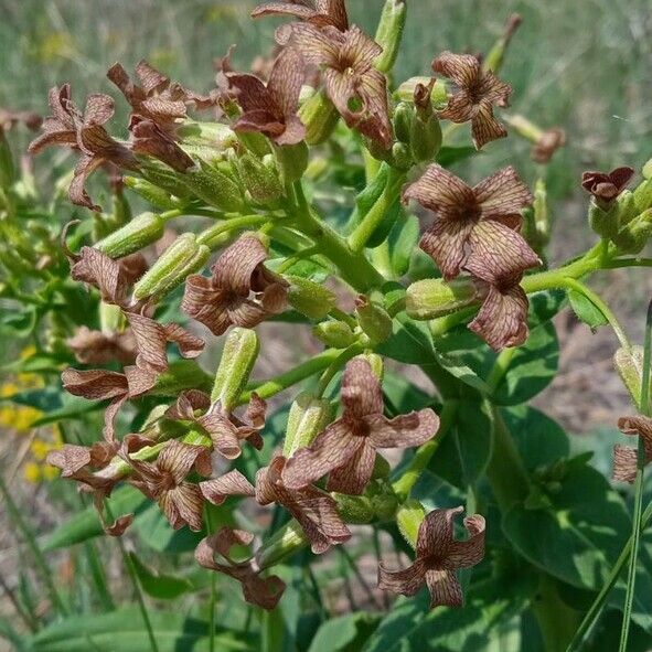 Hesperis tristis Цвят