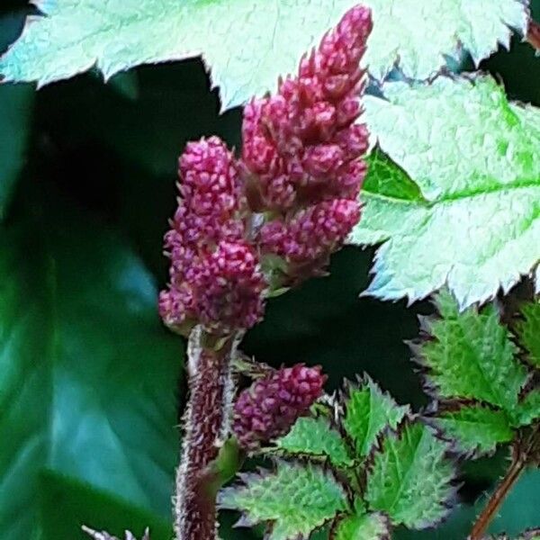 Astilbe japonica Blomst