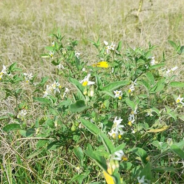 Solanum chenopodioides Habitus