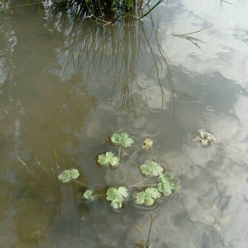 Hydrocotyle ranunculoides Foglia