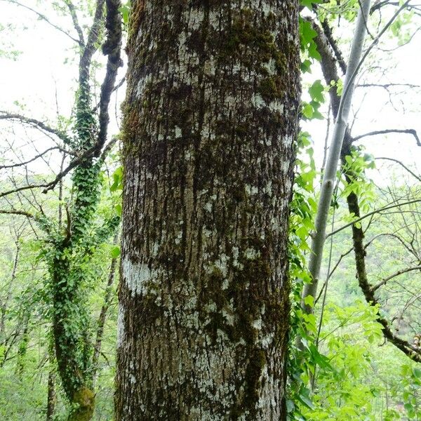 Fraxinus excelsior Coajă