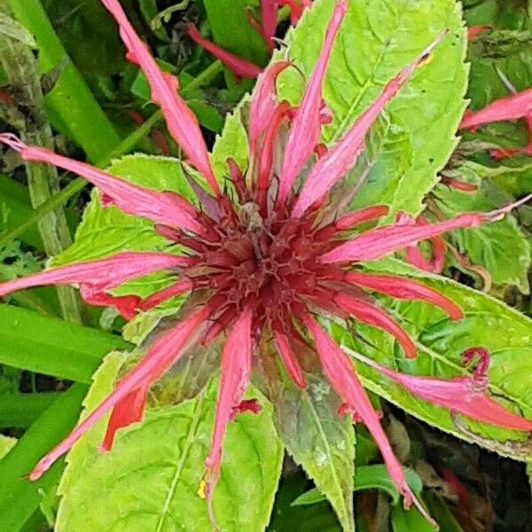 Monarda didyma Цветок