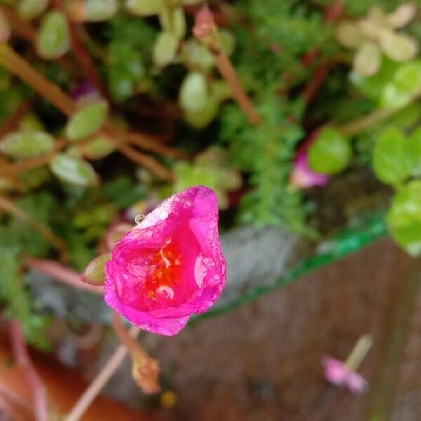 Portulaca umbraticola 花