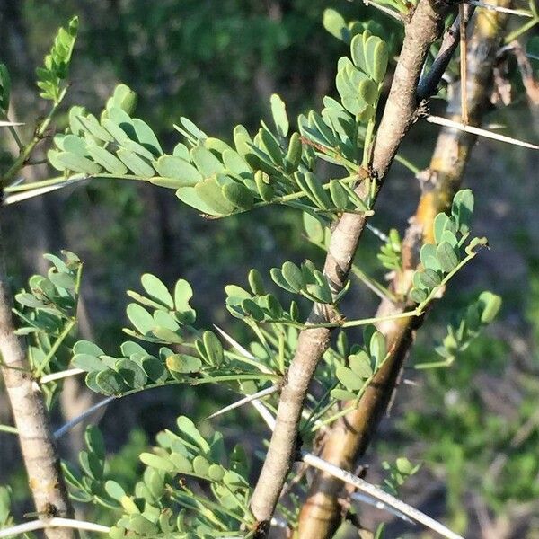 Vachellia exuvialis Blad