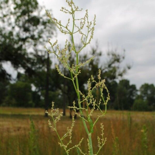 Rumex thyrsiflorus Fiore