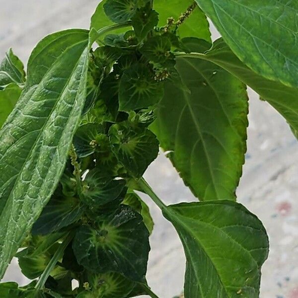 Acalypha australis Habitatea