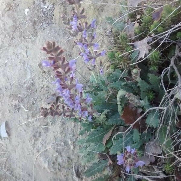 Salvia verbenaca Flors