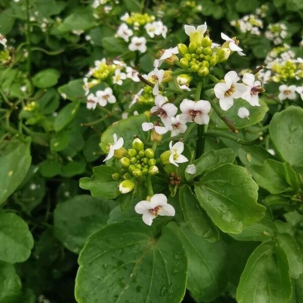 Nasturtium officinale Kukka