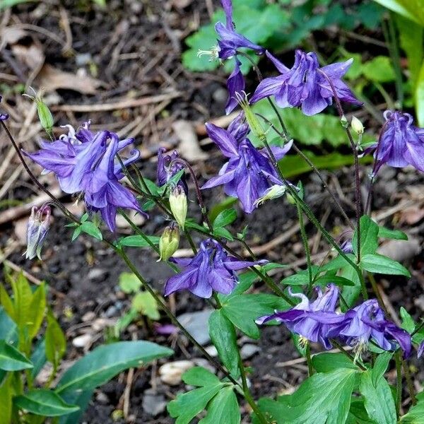 Aquilegia atrata Květ