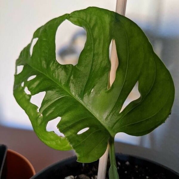 Monstera adansonii Leht