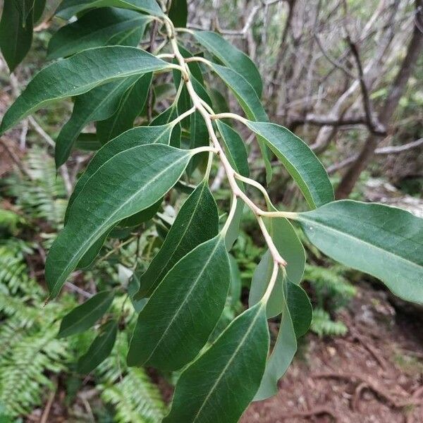 Agarista salicifolia Yaprak