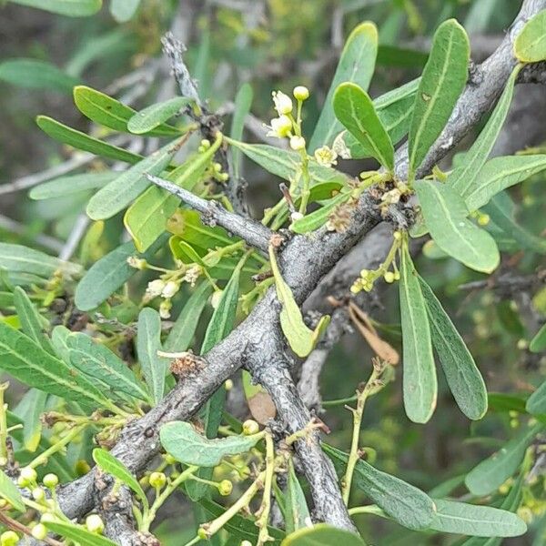 Schinus longifolia Folla