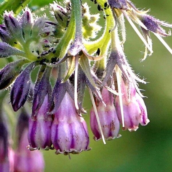 Symphytum officinale Flower