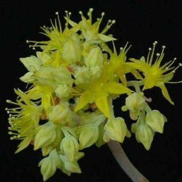 Sedum pachyphyllum Cvet