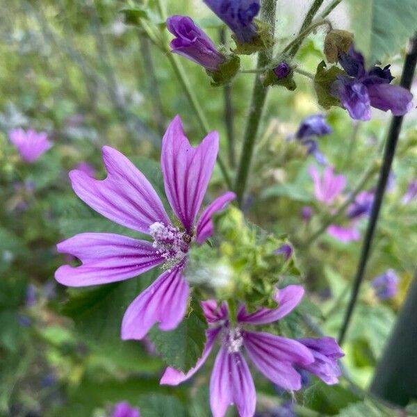 Malva neglecta Flor