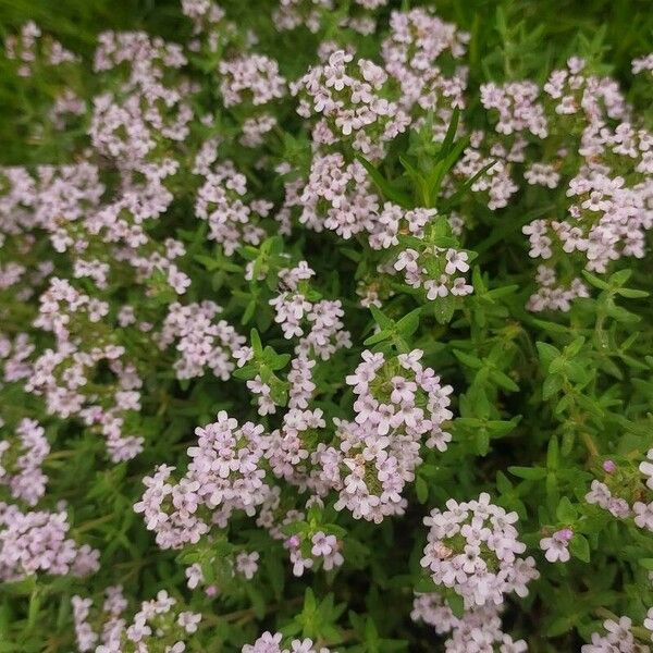 Thymus longicaulis Цвят