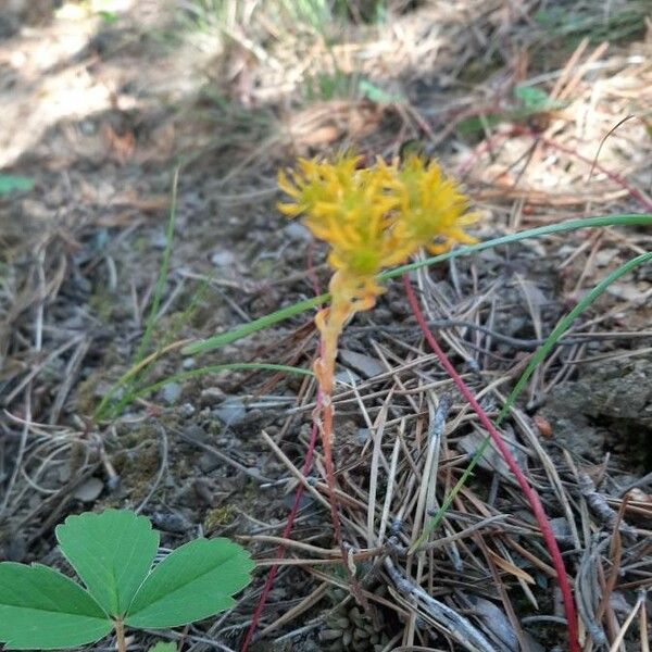 Sedum lanceolatum Кветка