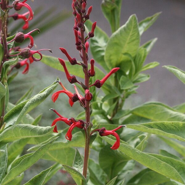 Lobelia tupa Flower