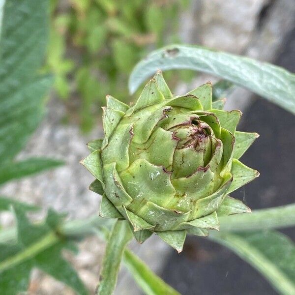 Cynara cardunculus Virág