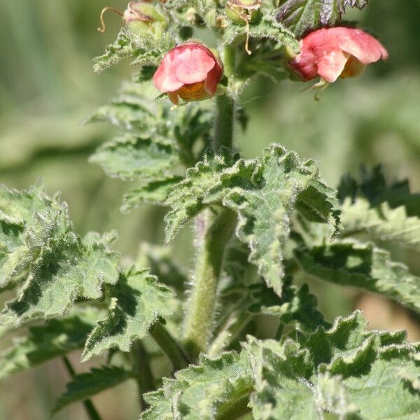 Scrophularia grandiflora Cvet