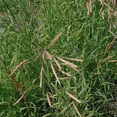 Bromus inermis Flower