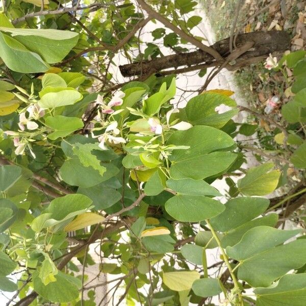 Bauhinia monandra Leaf