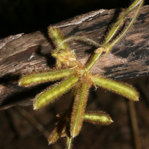 Calopogonium mucunoides 果