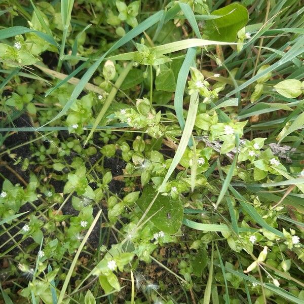 Cerastium diffusum Floare