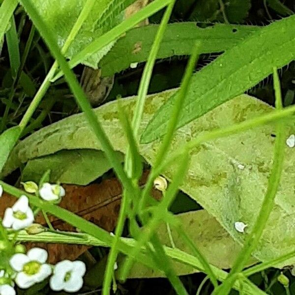 Linaria maroccana Bark