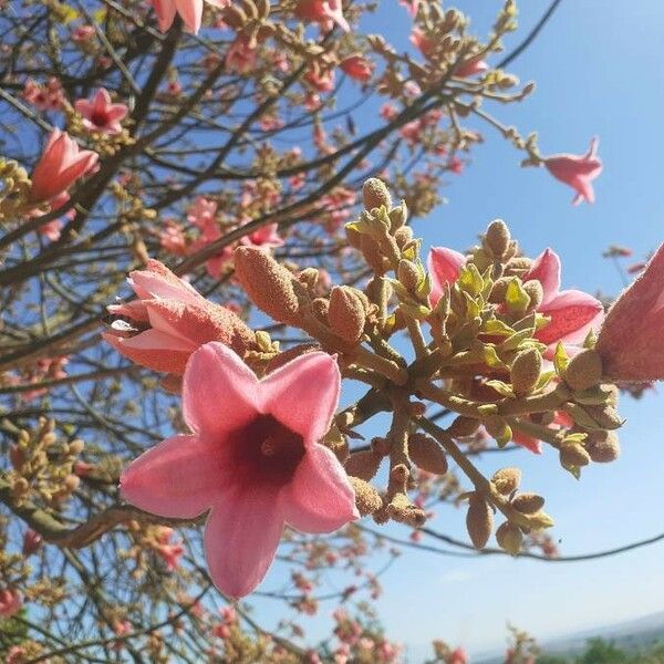 Brachychiton discolor Flower