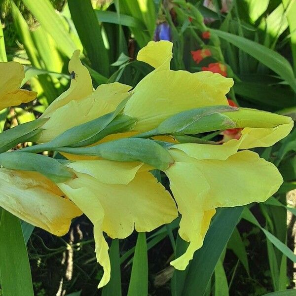 Gladiolus dalenii Blomst